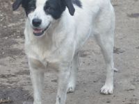 LAYKA - freundliche Hündin sucht ein Zuhause