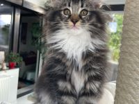 Katzen Zucht vom Schildbergturm