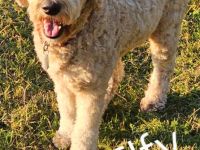 Goldendoodlewelpen F2B medium bis standard