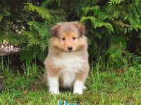 Sheltie Welpen suchen ein neues Zuhause