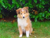 Sheltie Welpe (Hündin) sucht ein neues Zuhause