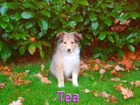 Sheltie Welpen mit Stammbaum suchen ein neues Zuhause