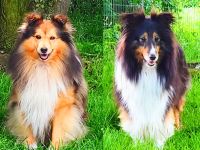 Sheltie Welpen mit Stammbaum suchen ein neues Zuhause