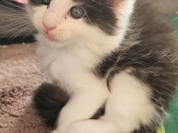 Wunderschöne Maine Coon Kitten mit Stammbaum