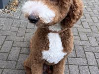 Deckrüde - Goldendoodle Standard „Ruffy" aus Kana- da sucht liebevolle Hündinnen'"