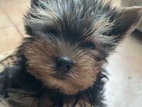 Reinrassige Yorkshire Terrier Rüde, Welpe, sucht noch  ein neues Zuhause