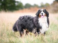 Deckrüde Alpenglow Josef
