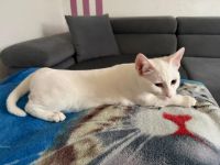 Geschwisterpaar sucht dringend ein Liebevolles Zuhause