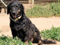 Tina, kleine Dackel-Mischlingshündin sucht ein liebevolles Zuhause