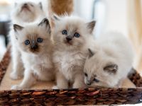 😻 Reinrassige Heilige Birma Kitten - ab Mitte Dezember abzugeben! 😻