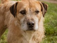 Pöpi, Frechdachs sucht eine feste Hand