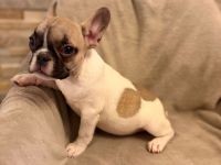 Französische Bulldoggen Welpen suchen ein wunderschönes Zuhause