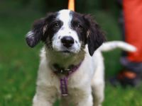 Gesa, die Zaubermaus möchte Ihr Herz erobern