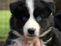 Yakutian Husky Welpen (Jakutischer Laika, Yakutskaya Laika)