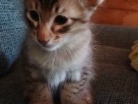 Cattery vom Nebelsee / Balinesen * Javanesen * OKH