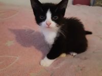 Kleiner Kater babu sucht ein liebevolles Zuhause ab sofort