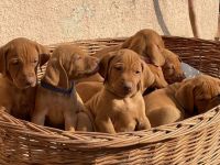 3 Reinrassige Magyar Vizsla Welpen (2 Rüden 1 Hündin) aus Familienzucht, Abgabe ab Mitte 12-25