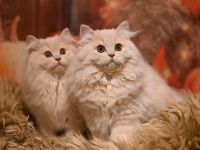 Britisch Langhaar Kitten (BKH) aus seriöser, registrierter Zucht! Abgabebereit ab 31.10.25