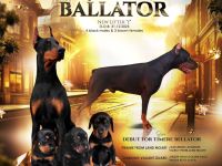 Щенки Добермана