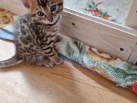 Bengal Kitten