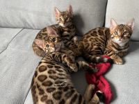 Bezaubernde Bengal-Kätzchen