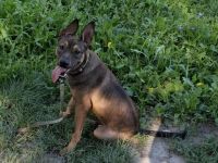 Max, ein Energiebündel auf vier Pfoten sucht aktive Menschen