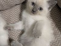 Siam /Heilige birma Kitten
