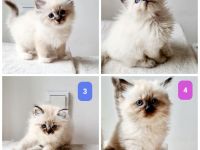 4 reinrassige Ragdoll-Kitten aus liebevoller Familienaufzucht (Köln)
