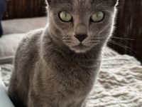 Dringend! russisch blau kastrierte Katzen abzugeben mit Stammbaum