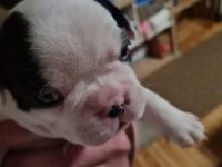 Franz Bulldoggen Welpen