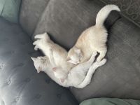 weiße BKH Kitten suchen ein liebevolles Zuhause