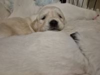 Wunderschöne Golden Retriever