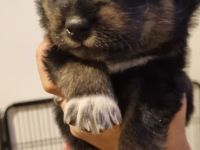 Alaskan Husky Bordercollie Rüde