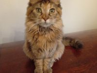 Main Coon, 6 Monate