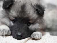 Wolfsspitz Keeshond Welpen zu verkaufen