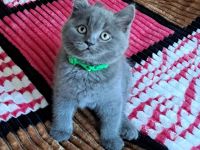 Bkh reinrassige Kitten kurzhaar