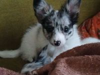 Papillon Welpen