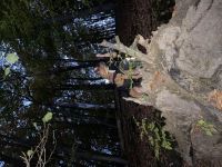 Dringend!! Abzugeben