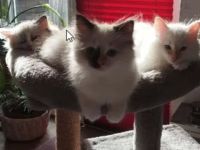 Wunderschöne Ragdoll-Kitten suchen liebevolles Zuhause