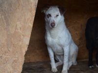 Ronny sucht ein neues Zuhause voller Liebe