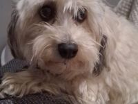 Löwchenrüde mit VDH/FCI