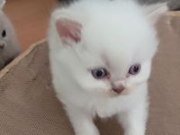 BKH Babykatzen noch 1 männlich