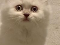 BKH Babykatzen noch 1 männlich