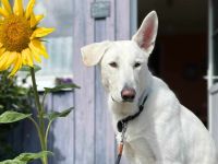 Iorek in 98666 Masserberg sucht sein Für-immer-Zuhause