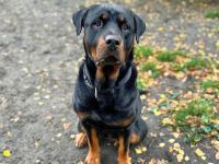 Rocky in 16766 Kremmen sucht sein Für-immer-Zuhause