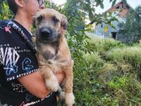 Kleine Pebbles sucht ihr Glück