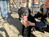 Ramses - Sanftmut in Hundegestalt