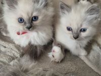 Heilige Birma Kitten