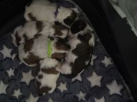 Shihtzu Welpen von dem Disneys