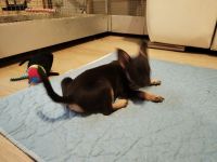 Jack Russell Pinscher mix Weibchen
